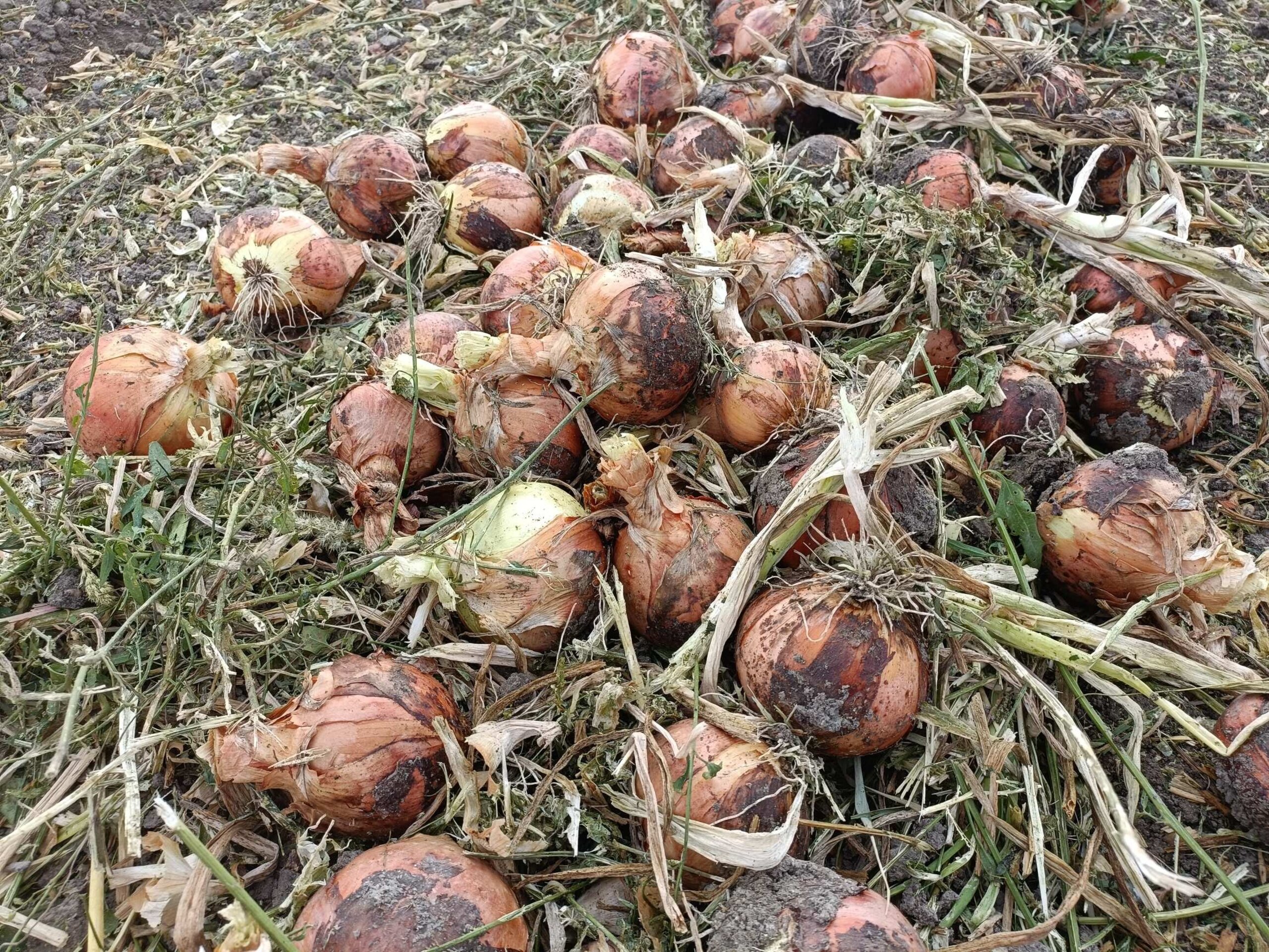 Cebollas de la Tierra - 1